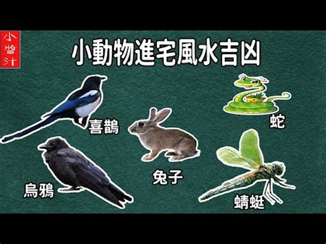 蜻蜓入 屋 風水|【家裡飛進蜻蜓】家裡飛進蜻蜓，代表好運還是厄運？揭密蜻蜓飛。